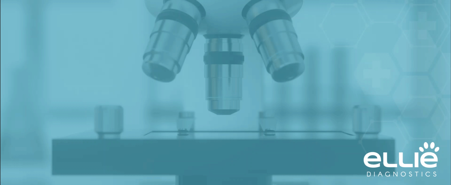 Opening-Lab-Video-Website-Ellie-Diagnostics Opening-Lab-Video-Website-Ellie-Diagnostics