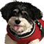 Ellie Chat Bot Icon Ellie Chat Bot Icon