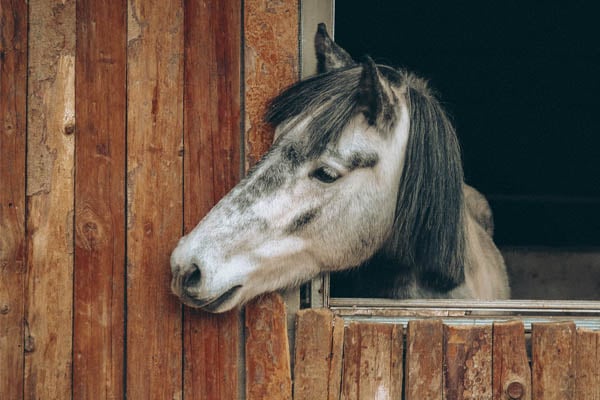 Equine Coggins