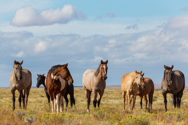 Equine Website