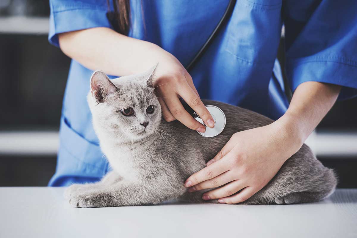 vet_cat4 vet_cat4
